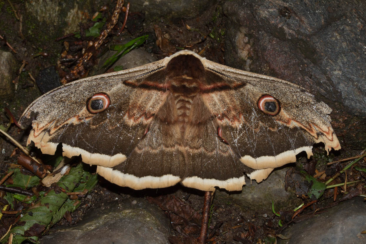 da confermare - Saturnia (Saturnia) pyri, Saturniidae